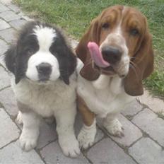 Sankt bernhardshund George
