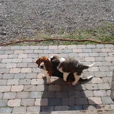 Sankt bernhardshund George