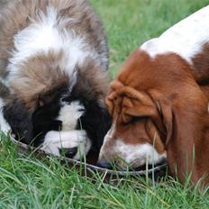 Sankt bernhardshund George