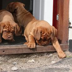 Dogue de bordeaux Jarl.