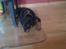 Rottweiler Simba R.I.P - ved pajsen