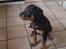 Rottweiler Simba R.I.P - i ders køkken