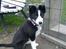 Border collie Bailey 
