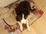 Border collie Bailey 