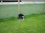 Border collie Bailey 