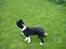 Border collie Bailey 