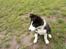 Border collie Bailey 