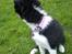 Border collie Bailey 