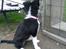 Border collie Bailey 