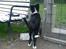 Border collie Bailey 
