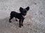 Chihuahua Issa