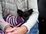 Chihuahua Issa