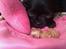 Chihuahua Issa - Issa sover (;