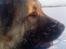 Kaukasisk ovtcharka simba "r.i.p. 2010
