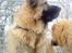 Kaukasisk ovtcharka simba "r.i.p. 2010