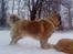 Kaukasisk ovtcharka simba "r.i.p. 2010