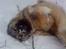 Kaukasisk ovtcharka simba "r.i.p. 2010