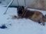 Kaukasisk ovtcharka simba "r.i.p. 2010