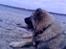 Kaukasisk ovtcharka simba "r.i.p. 2010