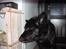 Schæferhund Isi <3 R.I.P ;´/