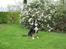 Grosser schweizer sennenhund Grosser Stars Amanda