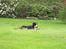 Grosser schweizer sennenhund Grosser Stars Amanda