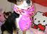 Chihuahua /Jack russell Frida R.I.P