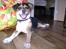 Chihuahua /Jack russell Frida R.I.P