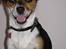 Chihuahua /Jack russell Frida R.I.P