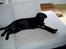 Labrador retriever Nando R.I.P - Det er vist forbudt, men okay fordi jeg lige er blevet opereret