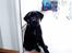 Labrador retriever Nando R.I.P - Nando 4 mdr... MIn mor siger at jeg er SÅÅÅ dejlig...