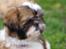 Shih tzu Jacobsson's Aijen (Acaia)