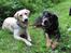 Rottweiler Bertram  - bella tv 14 mdr og bertram th 8 mdr