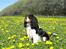 Cavalier king charles spaniel Jobbe - Forår 2010