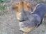 Blanding af racer Daisy - Taget den 18-05/10
