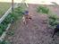 Blanding af racer Daisy - taget den 18-05/10