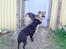Blanding af racer Daisy - Taget den 18-05/10