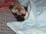Mops - Danita's Ditte  - Zzzzz