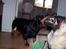 Mops - Danita's Ditte  - Bedste venner :)