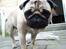 Mops - Danita's Ditte  - Close up <3