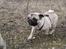 Mops - Danita's Ditte  - Ditte i fri trav