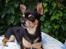 Chihuahua Maya