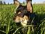 Chihuahua Maya