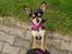 Chihuahua Maya