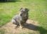 Blanding af racer Bamse R.I.P - Velkommen til Bamses profil :)