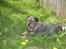 Blanding af racer Bamse R.I.P