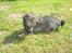 Blanding af racer Bamse R.I.P