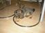 Blanding af racer Bamse R.I.P