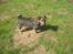 Blanding af racer Bamse R.I.P