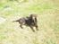 Labrador retriever Jack. R.I.P